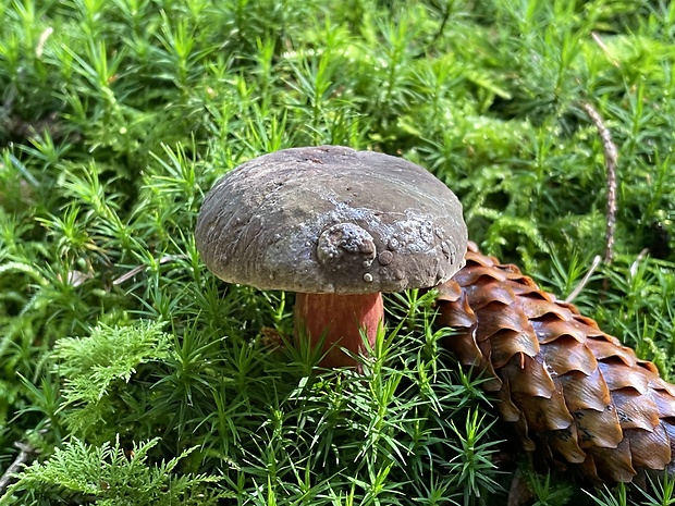 suchohríb žltomäsový Xerocomellus chrysenteron (Bull.) Šutara