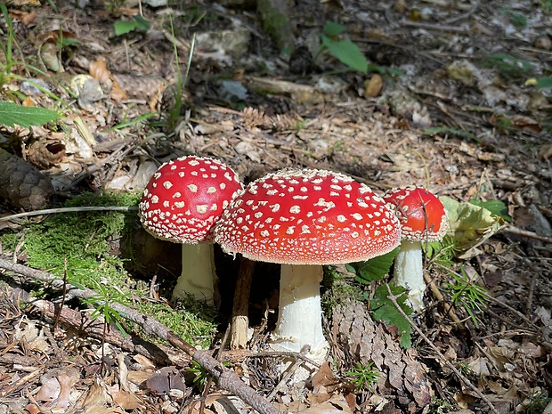 muchotrávka červená Amanita muscaria (L.) Lam.