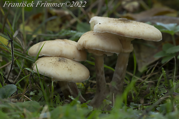 podpňovka Armillaria sp.