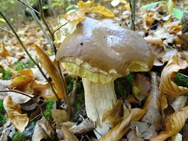 hríb smrekový Boletus edulis Bull.