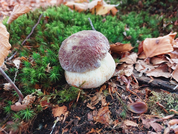 hríb sosnový Boletus pinophilus Pil. et Dermek in Pil.