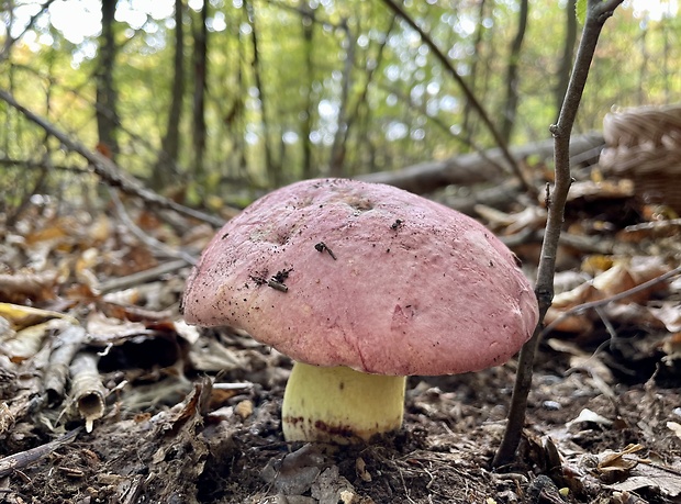 hríb kráľovský Butyriboletus regius (Krombh.) D. Arora & J.L. Frank