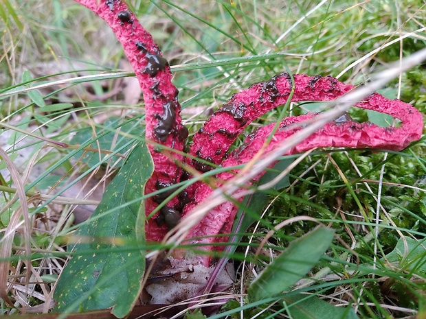 mrežovka kvetovitá Clathrus archeri (Berk.) Dring