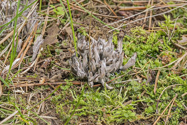 konárovka popolavá Clavulina cf. cinerea (Bull.) J. Schröt.