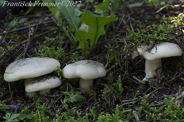 strmuľka inovaťová Clitocybe nebularis (Batsch) P. Kumm.