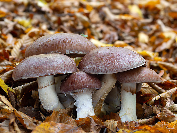 pavučinovec mohutný Cortinarius praestans (Cordier) Gillet