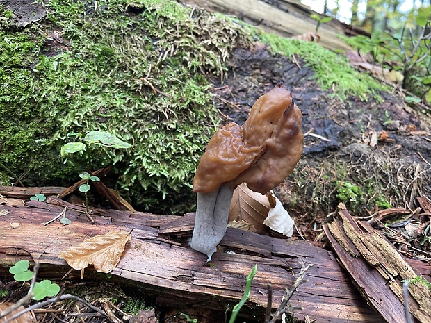 ušiak mitrovitý Gyromitra infula (Schaeff.) Quél.