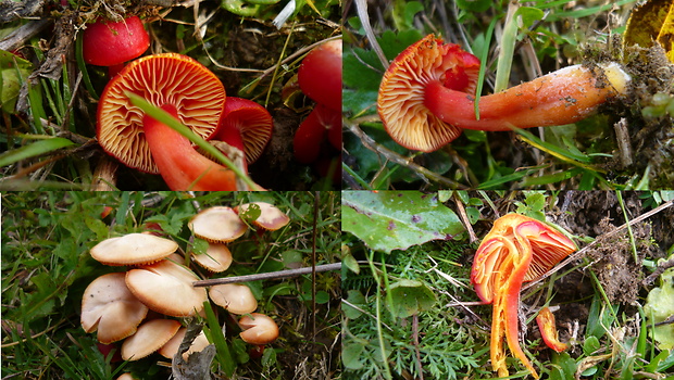 lúčnica šarlátová Hygrocybe coccinea (Schaeff.) P. Kumm.