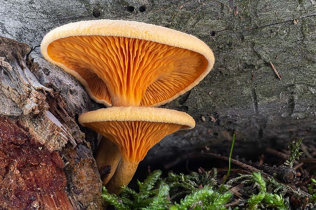 líška oranžová Hygrophoropsis aurantiaca (Wulfen) Maire