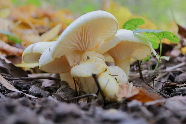 šťavnačka žltovločkatá Hygrophorus chrysodon (Batsch) Fr.