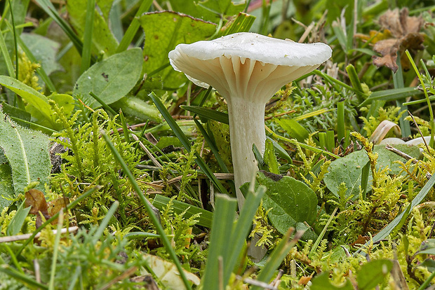 šťavnačka Hygrophorus sp.