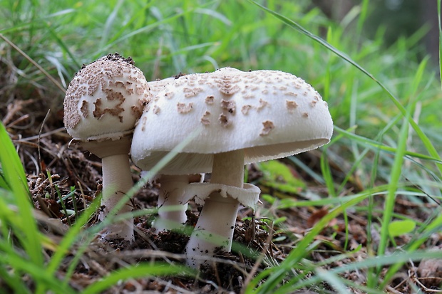 bedľa štíhla Macrolepiota mastoidea (Fr.) Singer