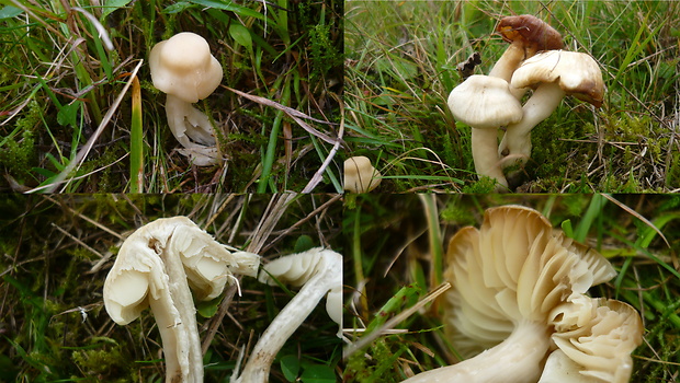 lúčnica sivohnedá Neohygrocybe pseudoingrata Fuljer, Zajac, Boertm. & Kautman.