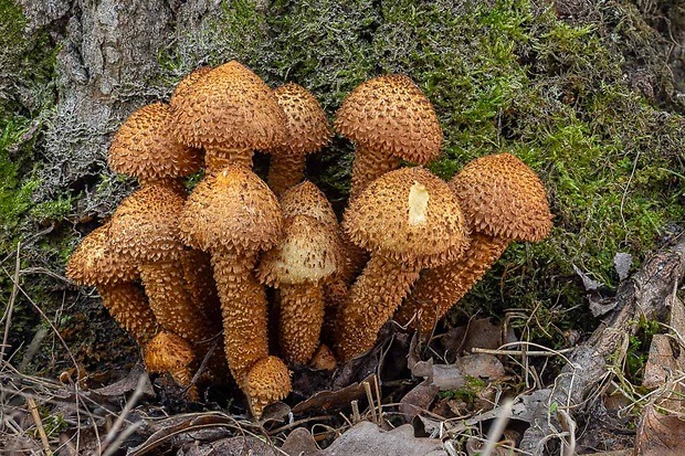 šupinovka šupinatá Pholiota squarrosa (Vahl) P. Kumm.