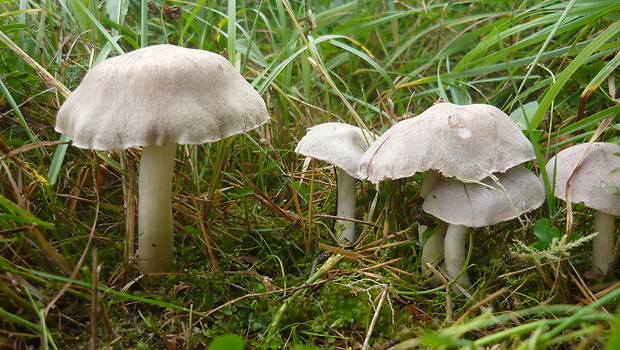 čírovka zemná Tricholoma terreum (Schaeff.) P. Kumm.