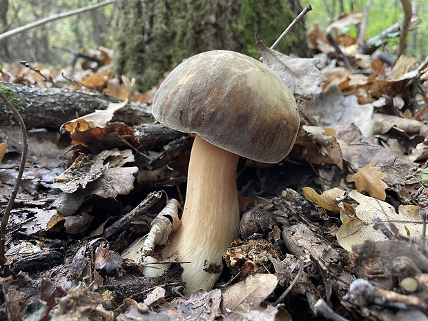 hríb bronzový Boletus aereus Bull. ex Fr.