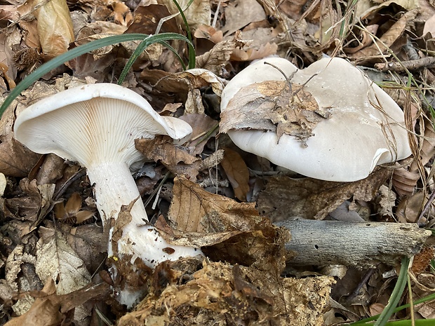 strmuľka inovaťová Clitocybe nebularis (Batsch) P. Kumm.