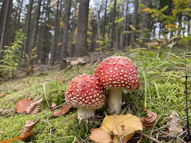 muchotrávka červená Amanita muscaria (L.) Lam.