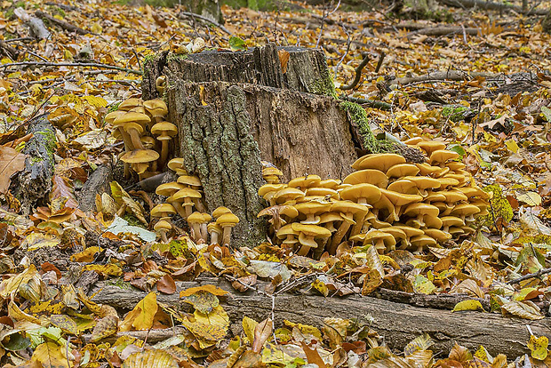 podpňovka žltá Armillaria gallica Marxm. & Romagn.