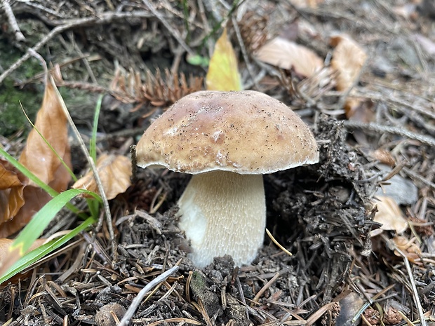 hríb smrekový Boletus edulis Bull.