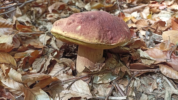 hríb sosnový Boletus pinophilus Pil. et Dermek in Pil.