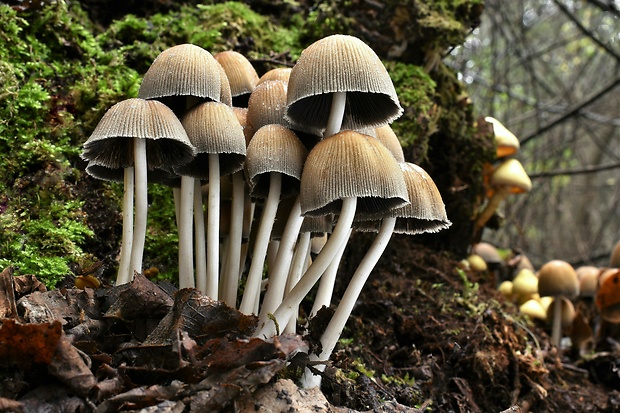 hnojník ligotavý Coprinellus micaceus (Bull.) Vilgalys, Hopple & Jacq. Johnson