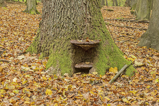 lesklokôrovka živicovitá Ganoderma resinaceum Boud.