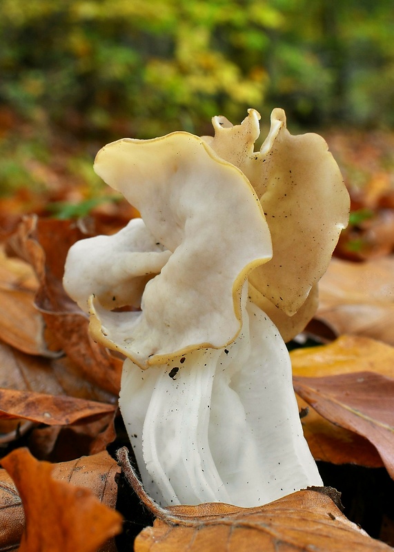 chriapač kučeravý Helvella crispa (Scop.) Fr.