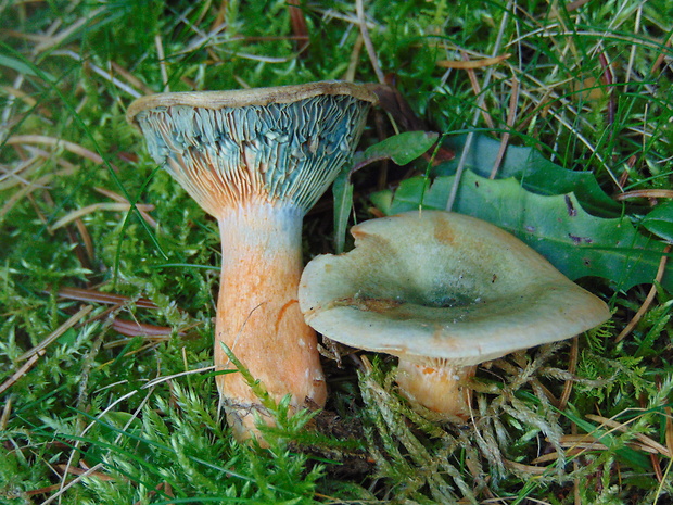 rýdzik Lactarius sp.