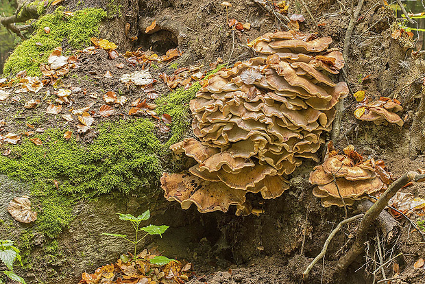 vejárovec obrovský Meripilus giganteus (Pers.) P. Karst.