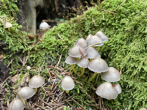 prilbička Mycena pseudopicta (J.E. Lange) Kühner