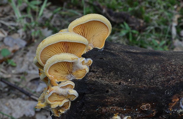 hlivník hniezdovitý Phyllotopsis nidulans (Pers.) Singer