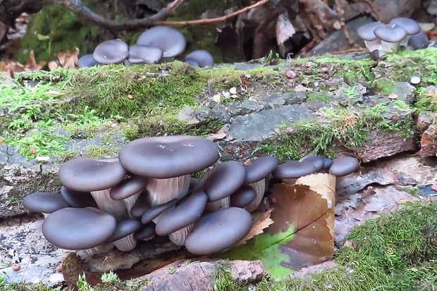 hliva ustricovitá modrastá Pleurotus columbinus Quél.