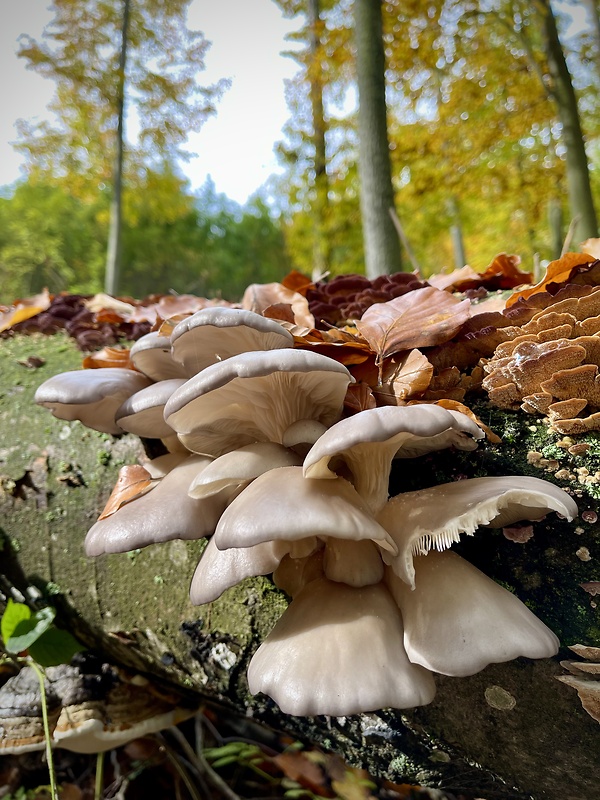 hliva buková Pleurotus pulmonarius (Fr.) Quél.