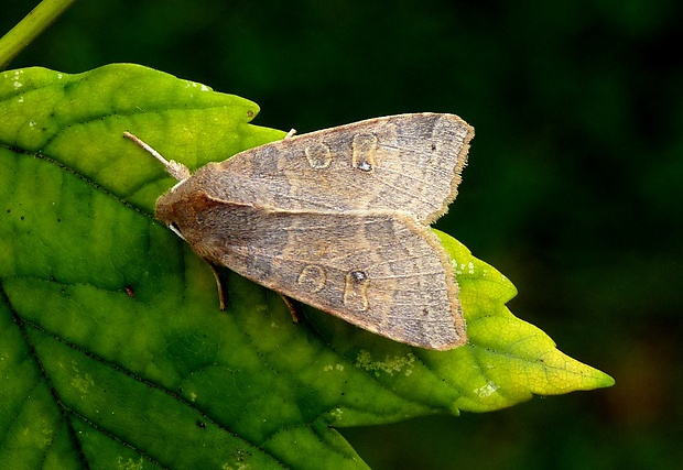 mora očkatá Xanthia ocellaris