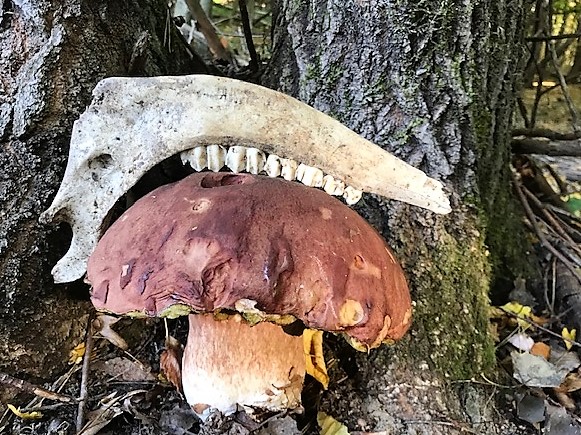 hríb sosnový Boletus pinophilus Pil. et Dermek in Pil.