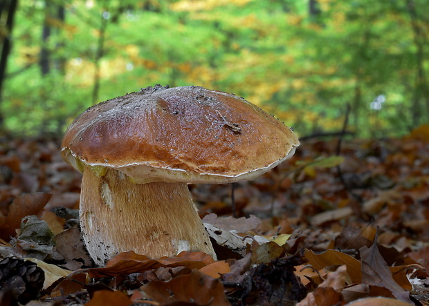 hríb smrekový Boletus edulis Bull.