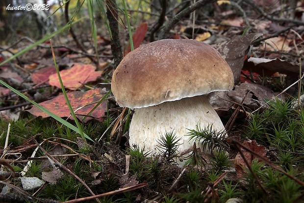 hríb smrekový Boletus edulis Bull.