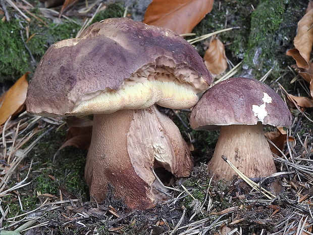 hríb sosnový Boletus pinophilus Pil. et Dermek in Pil.