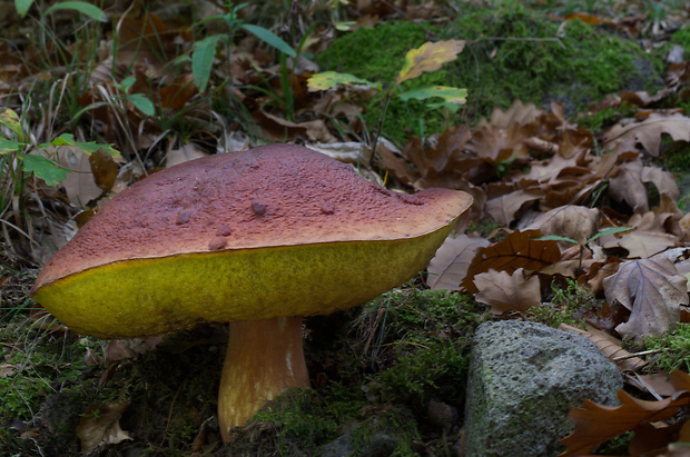 hríb sosnový Boletus pinophilus Pil. et Dermek in Pil.