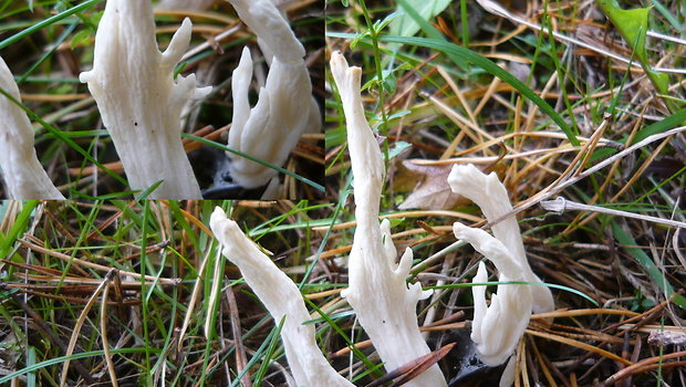 konárovka vráskavá Clavulina rugosa (Bull.) J. Schröt.