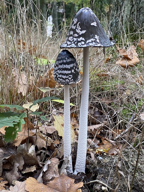 hnojník strakatý Coprinopsis picacea (Bull.) Redhead, Vilgalys & Moncalvo