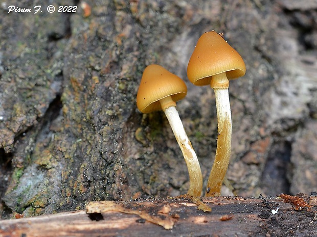 kapucňovka okrovohnedastá Galerina marginata (Batsch) Kühner