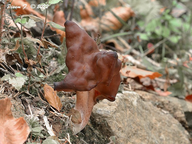 ušiak mitrovitý Gyromitra infula (Schaeff.) Quél.