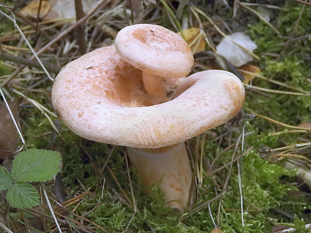 rýdzik pravý Lactarius deliciosus (L.) Gray