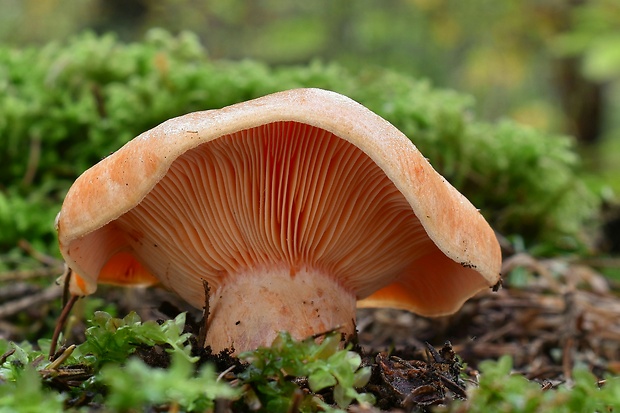 rýdzik pravý Lactarius deliciosus (L.) Gray