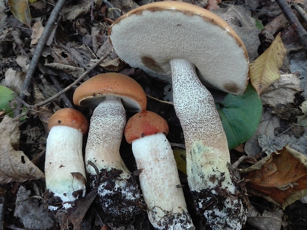 kozák osikový Leccinum albostipitatum den Bakker & Noordel.