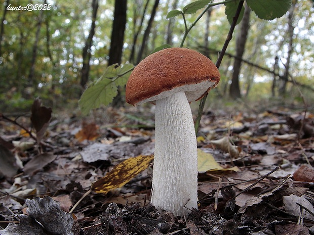 kozák osikový Leccinum albostipitatum den Bakker & Noordel.