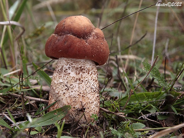 kozák dubový Leccinum aurantiacum (Bull.) Gray