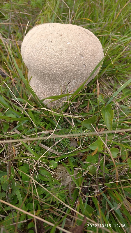 rozpadavec dlabaný Lycoperdon utriforme Bull.